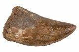 Bargain, Juvenile Carcharodontosaurus Tooth #214452-1